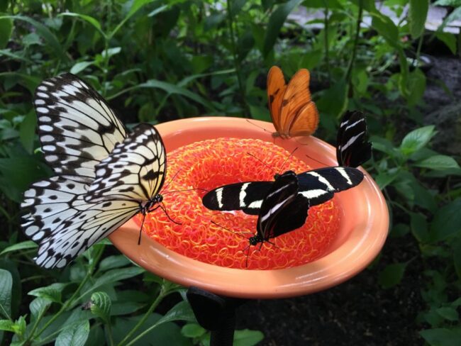butterflies at real sugar butterfly feeder