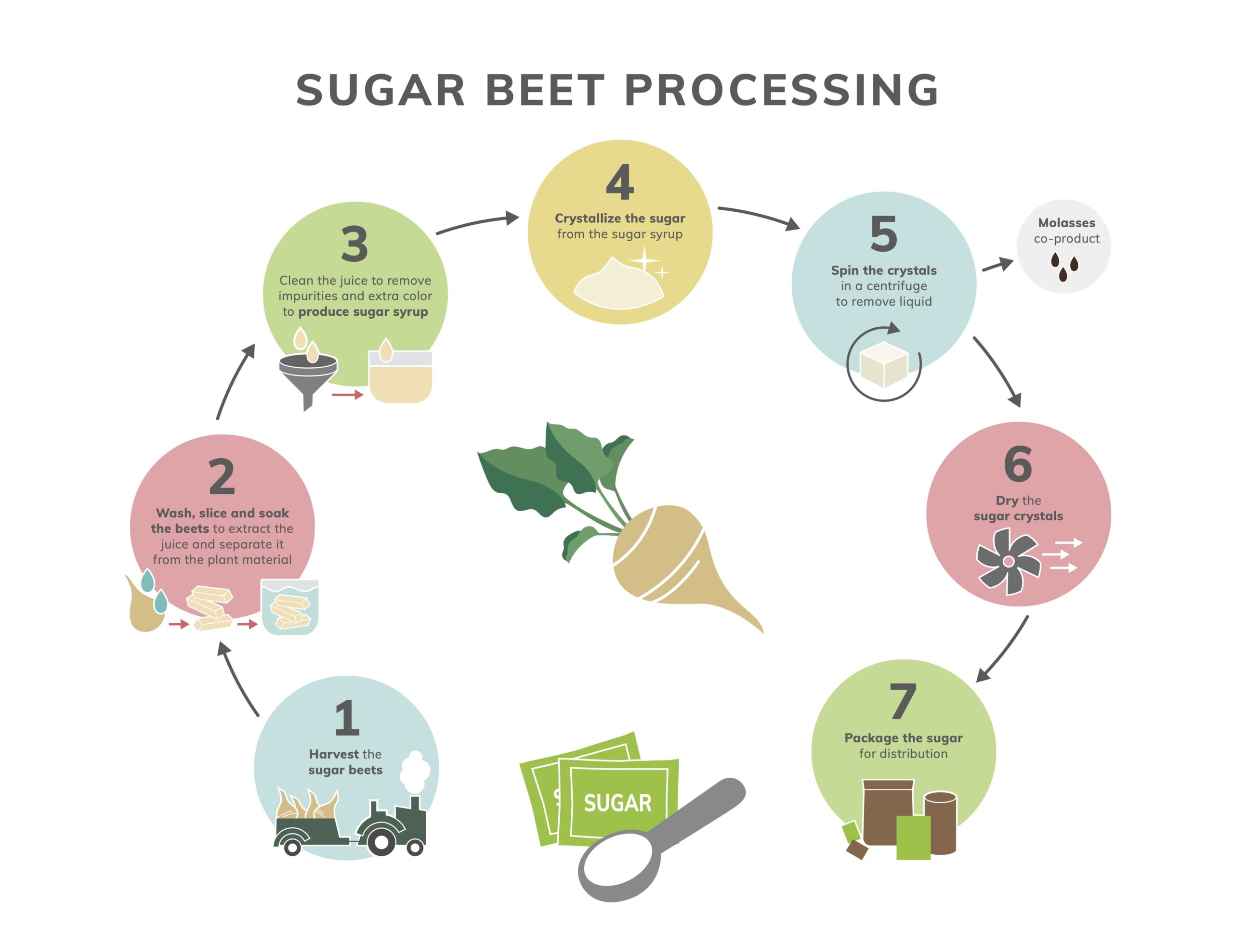 Sugar Beet Processing Infograph