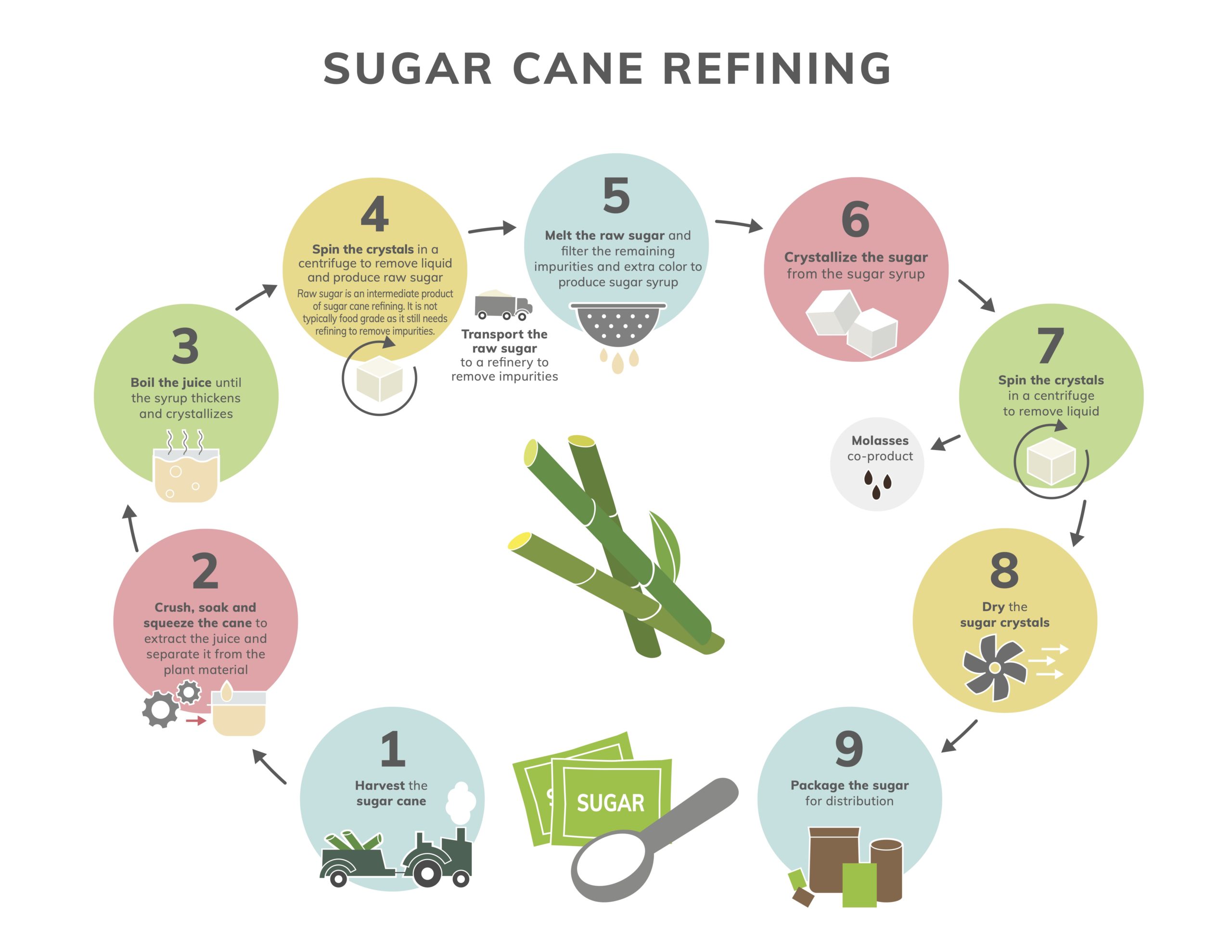 Sugar Cane Refining Infograph