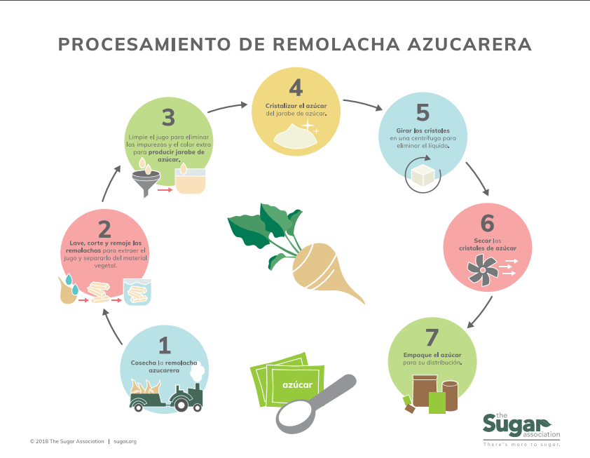 Infografía de procesamiento de la remolacha azucarera