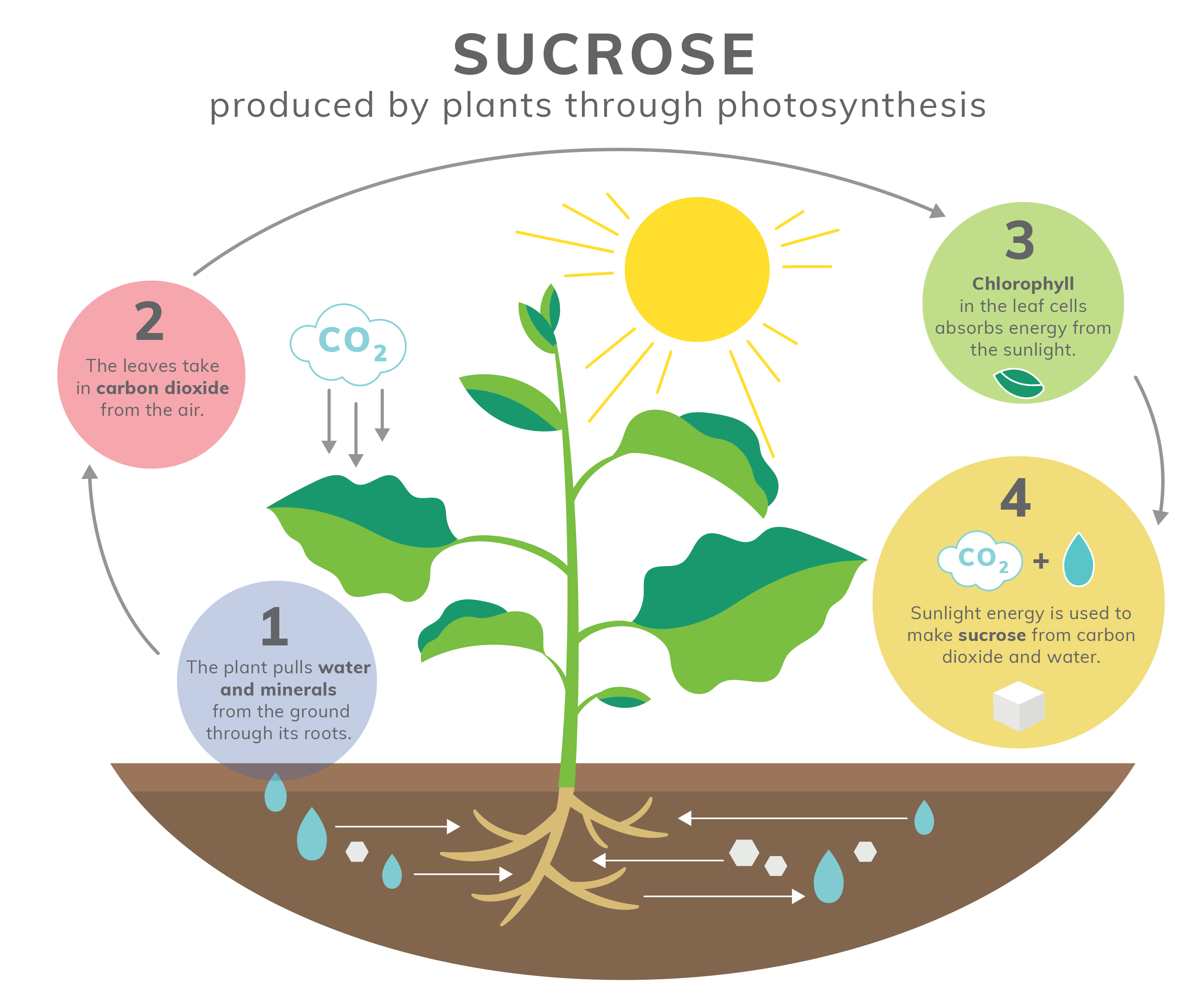 SUCROSE - produced by plants through photosynthesis