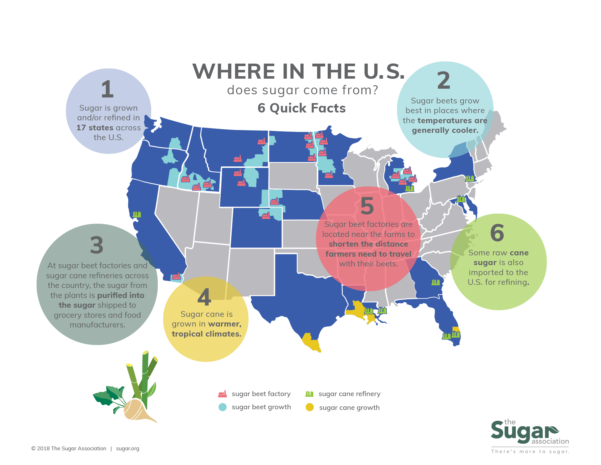 Where Does Sugar Come From?